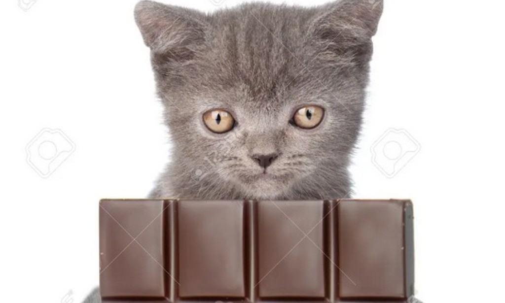 Why Cats Cant Eat Chocolate