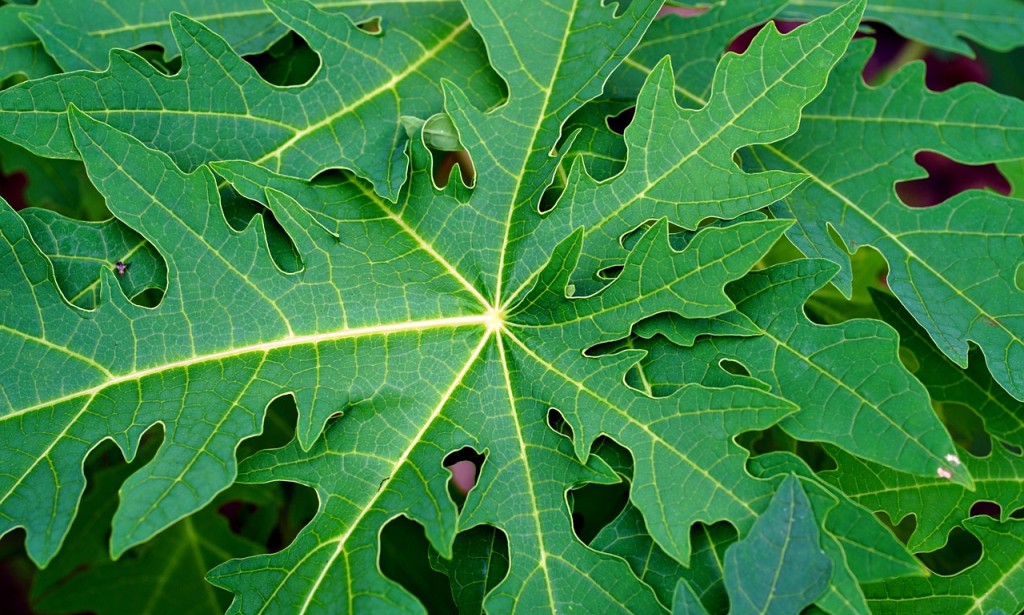 Exploring the Health Benefits of PawPaw Leaves Nature's Hidden Treasure