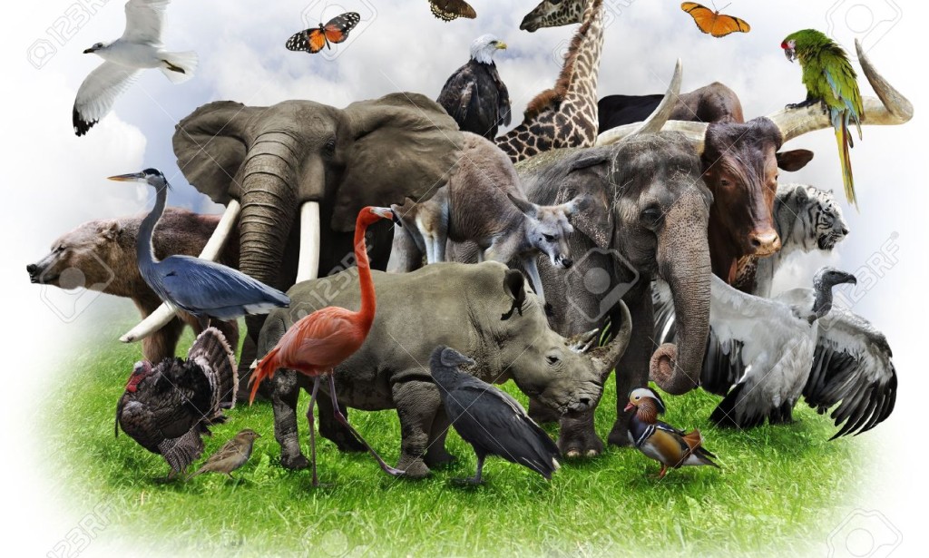 pet, or companion animal, is an animal kept primarily for a person's company or entertainment rather than as a working animal, livestock, or a laboratory animal