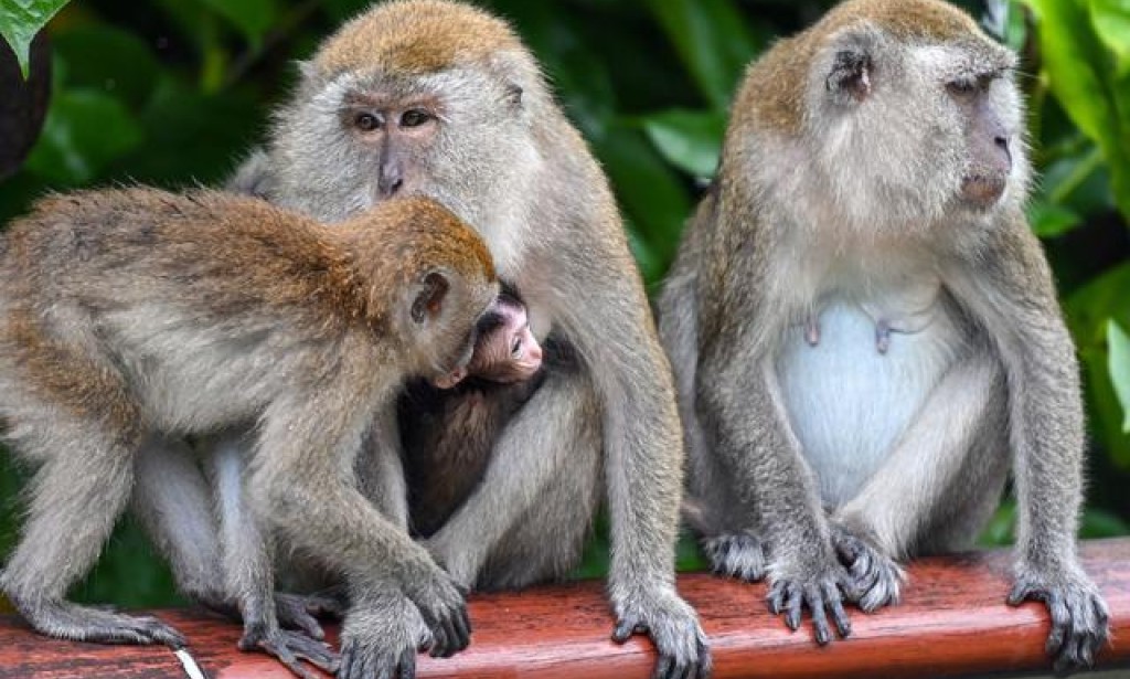 Effect of climate change on monkeys