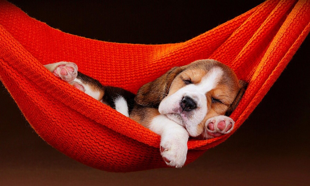 "Bark and Bay: Unleashing the Tale of Beagles – A Journey Through History, Traits, and Cultural Impact"