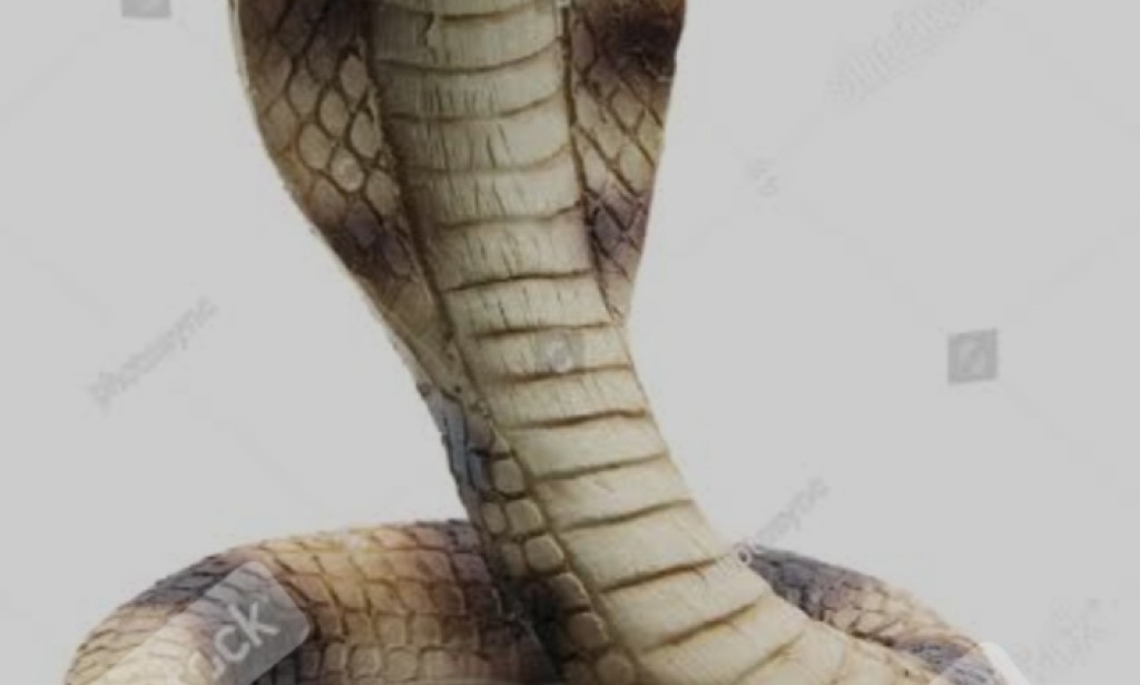 King cobra snake poison detail articl King cobra baby knowledge