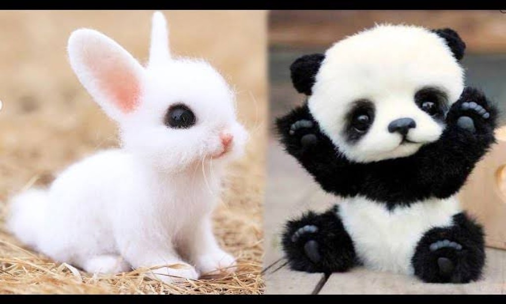 CUTE AND INNOCENT ANIMALS