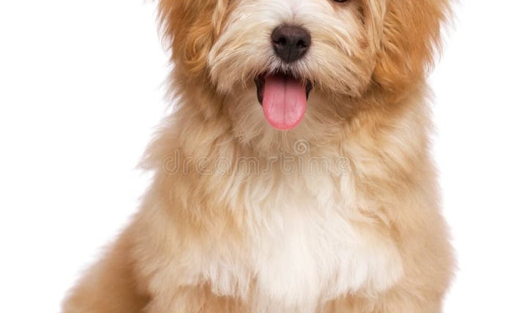 6 different ways On the most proficient method to Make a Canine Love You