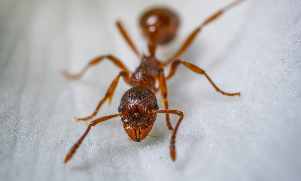 The extroinandry world of ants!