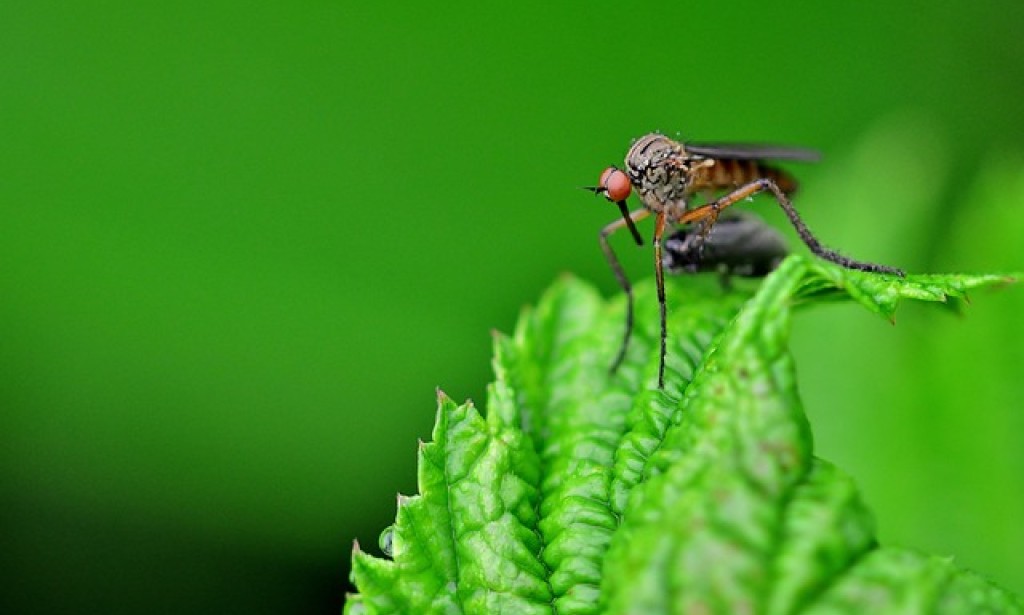 The Hidden Side Effects of Using Mosquito Coils